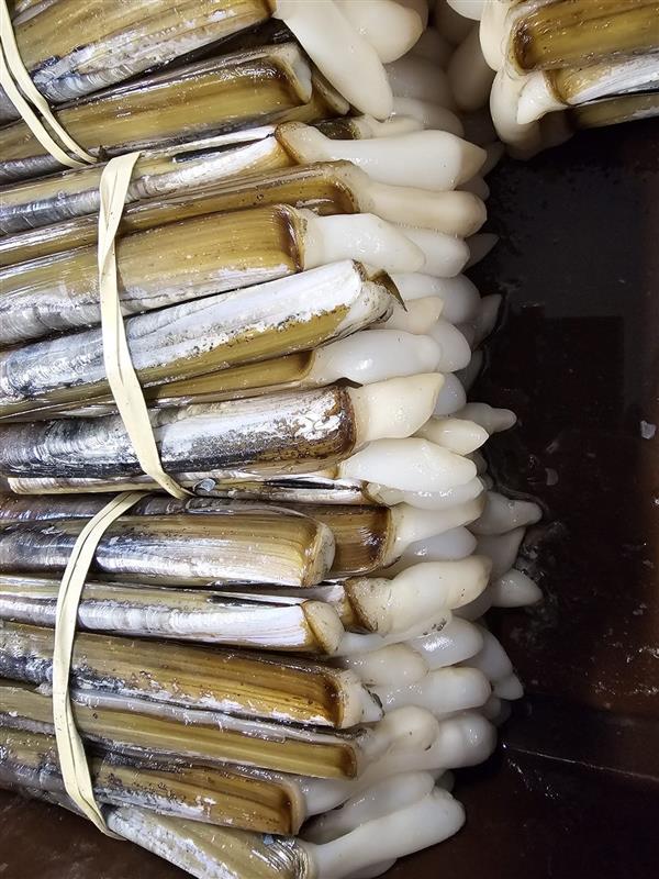 Razor clams processing